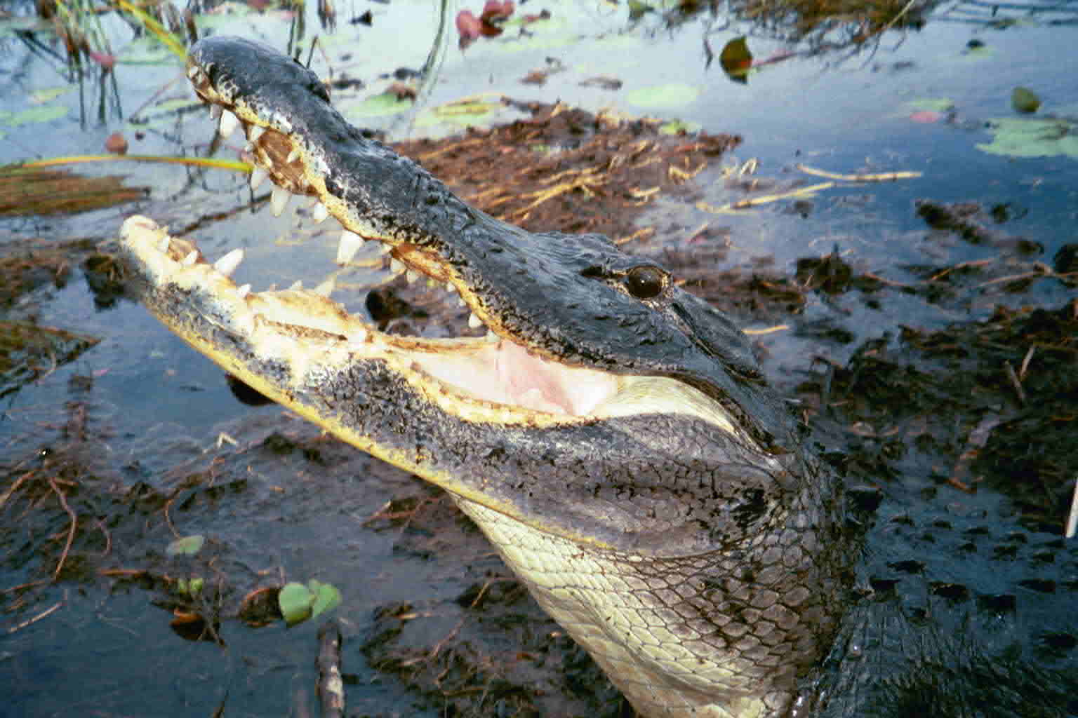 Krokodil