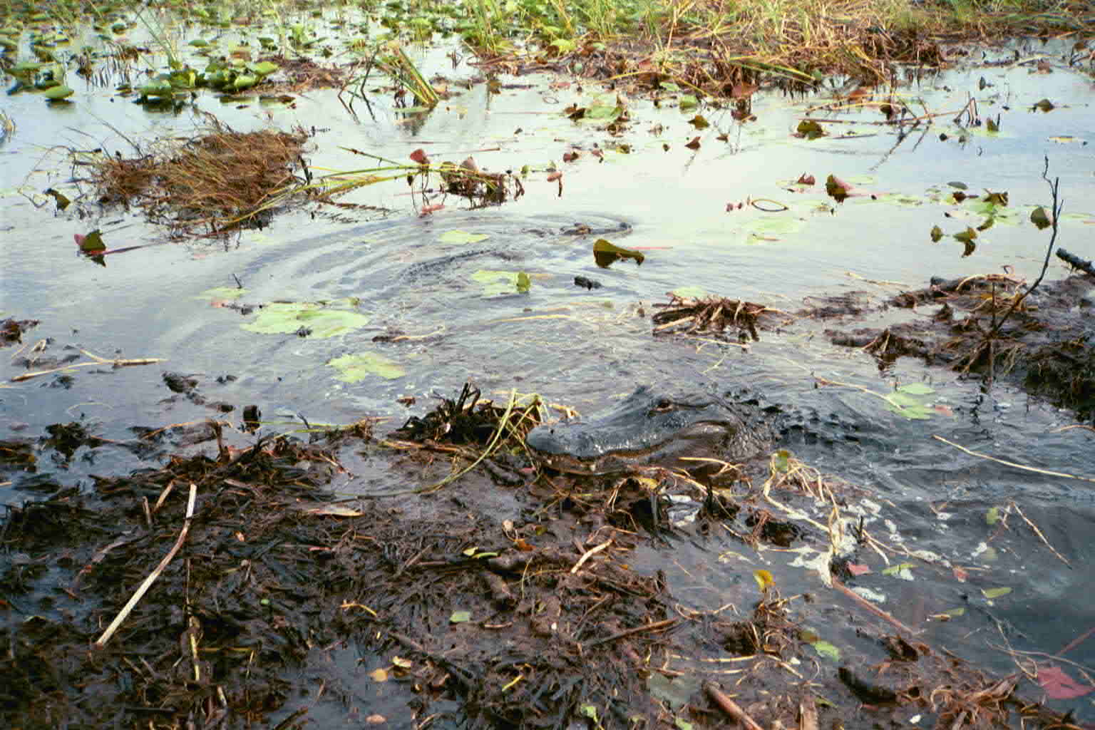 Krokodil
