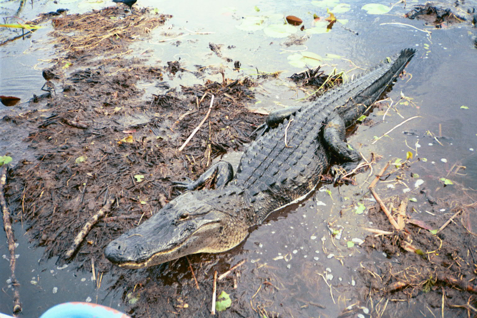 Krokodil
