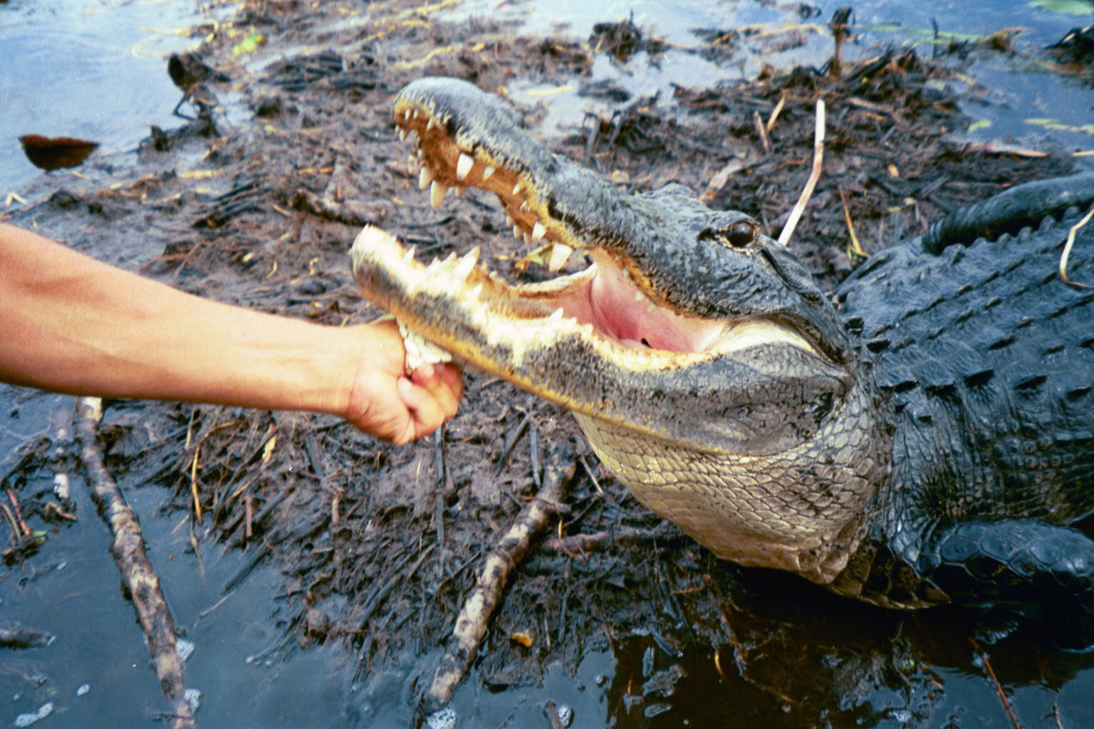 Krokodil