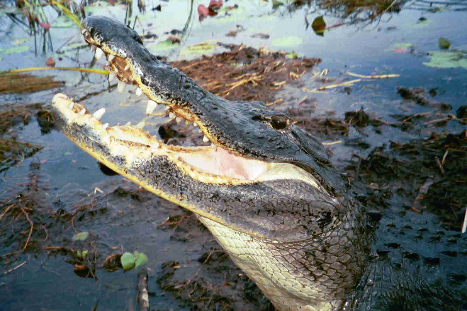 Everglades