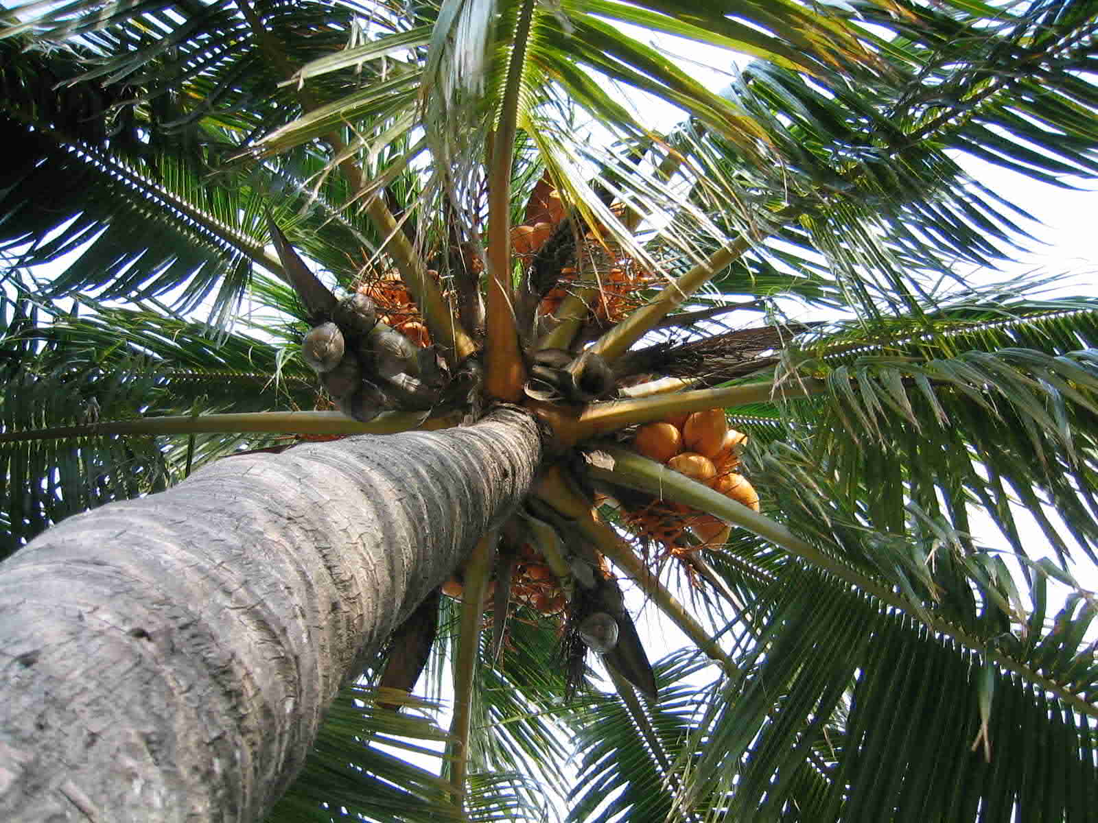 Florida