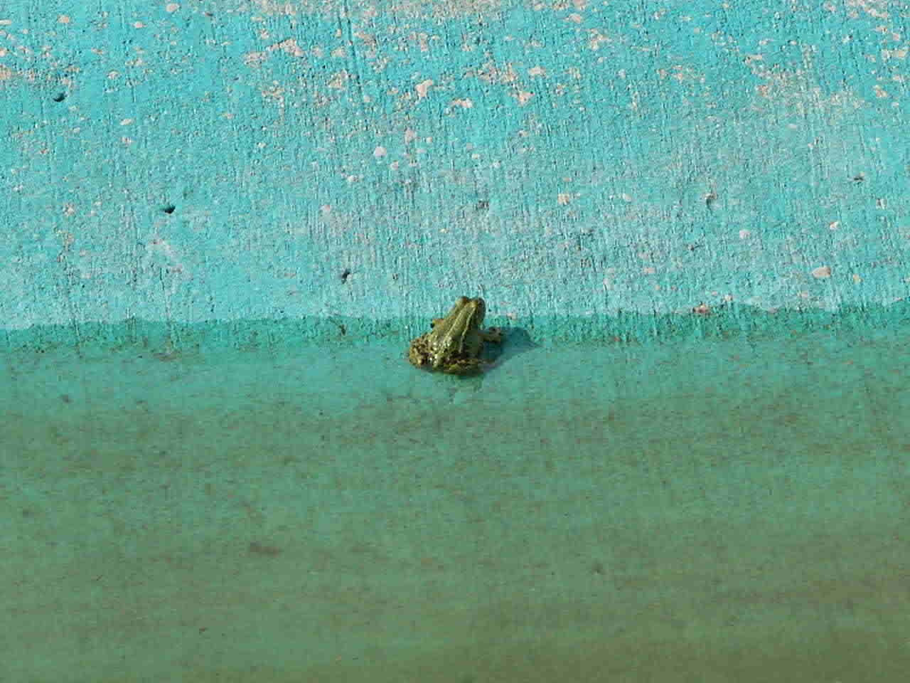 Frosch