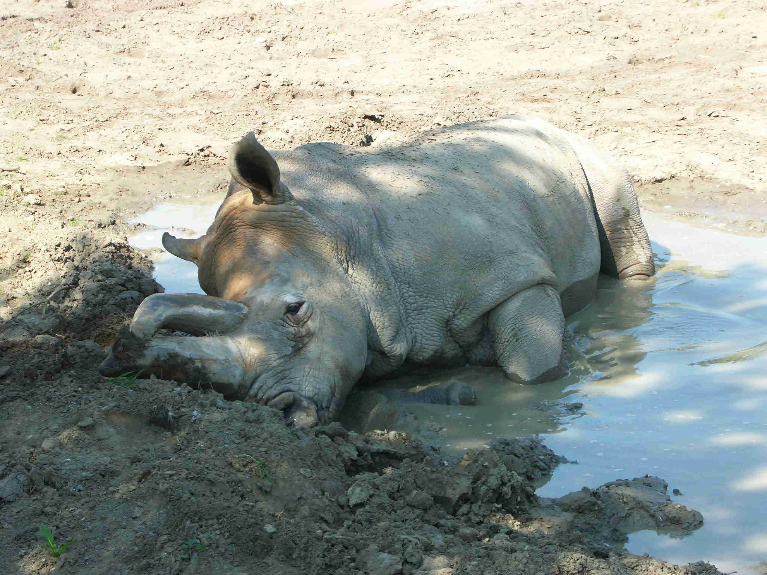 Nashorn