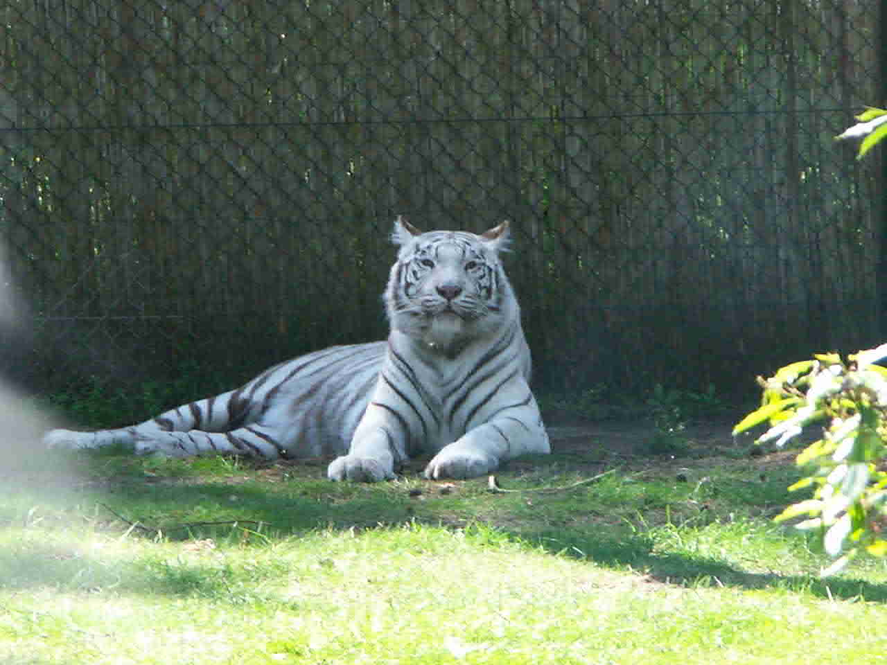 wei&szlig;er Tiger