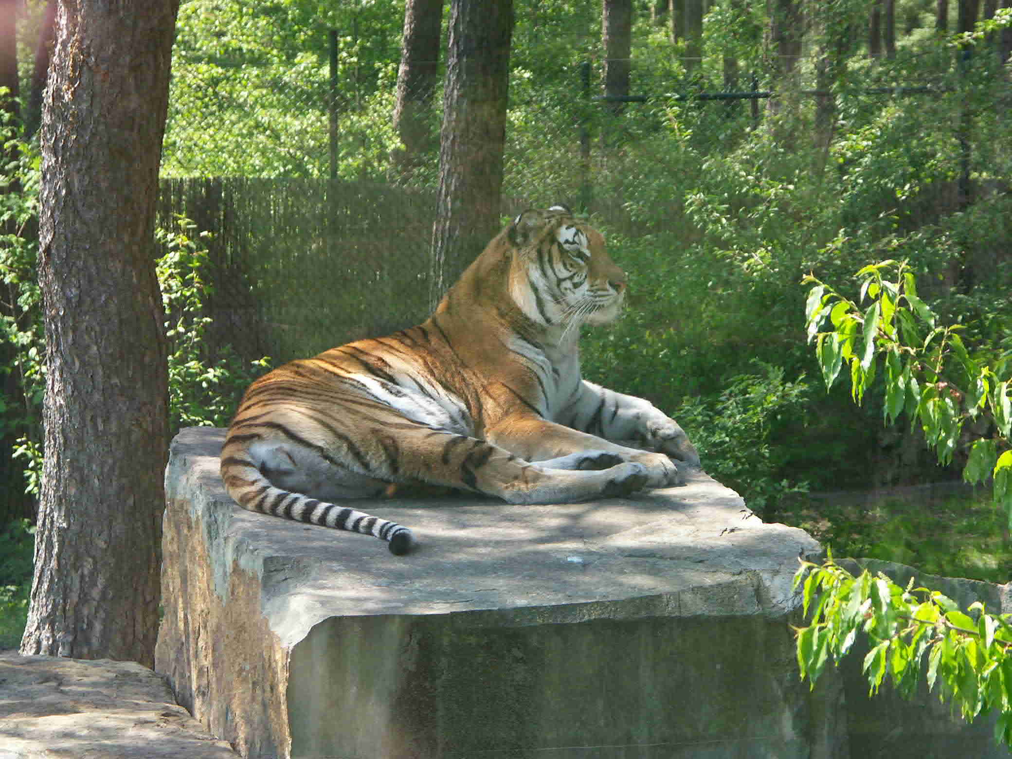 Tiger
