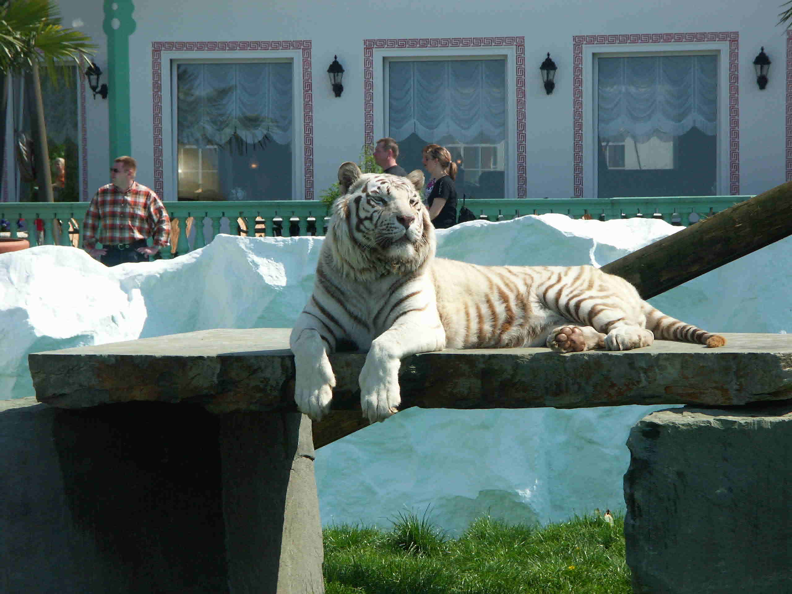 wei&szlig;er Tiger